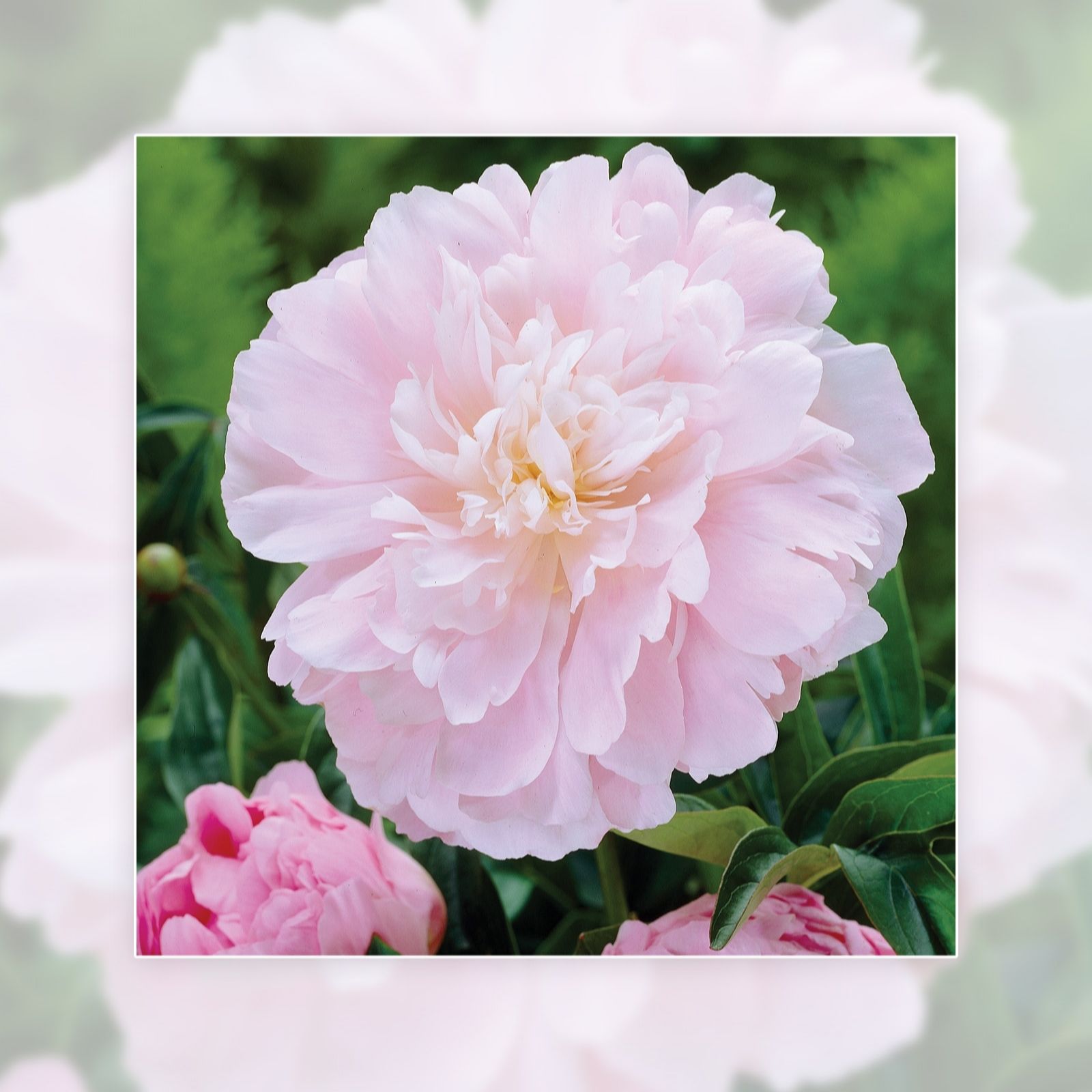 Richard Jackson Dinner plate Peony 1x Bare Root