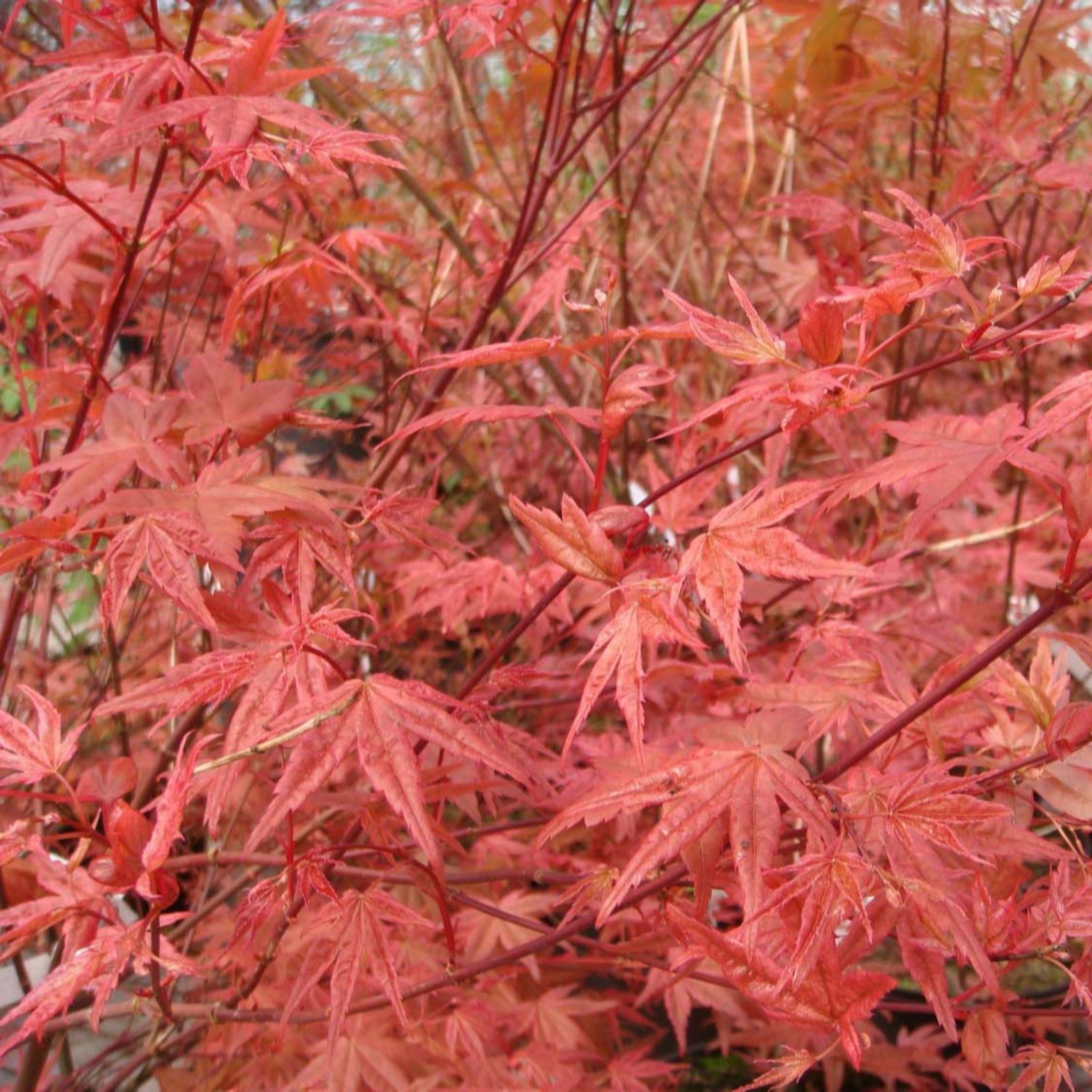 Thompson & Morgan Acer Beni- maiko 3 litre Pot x 1