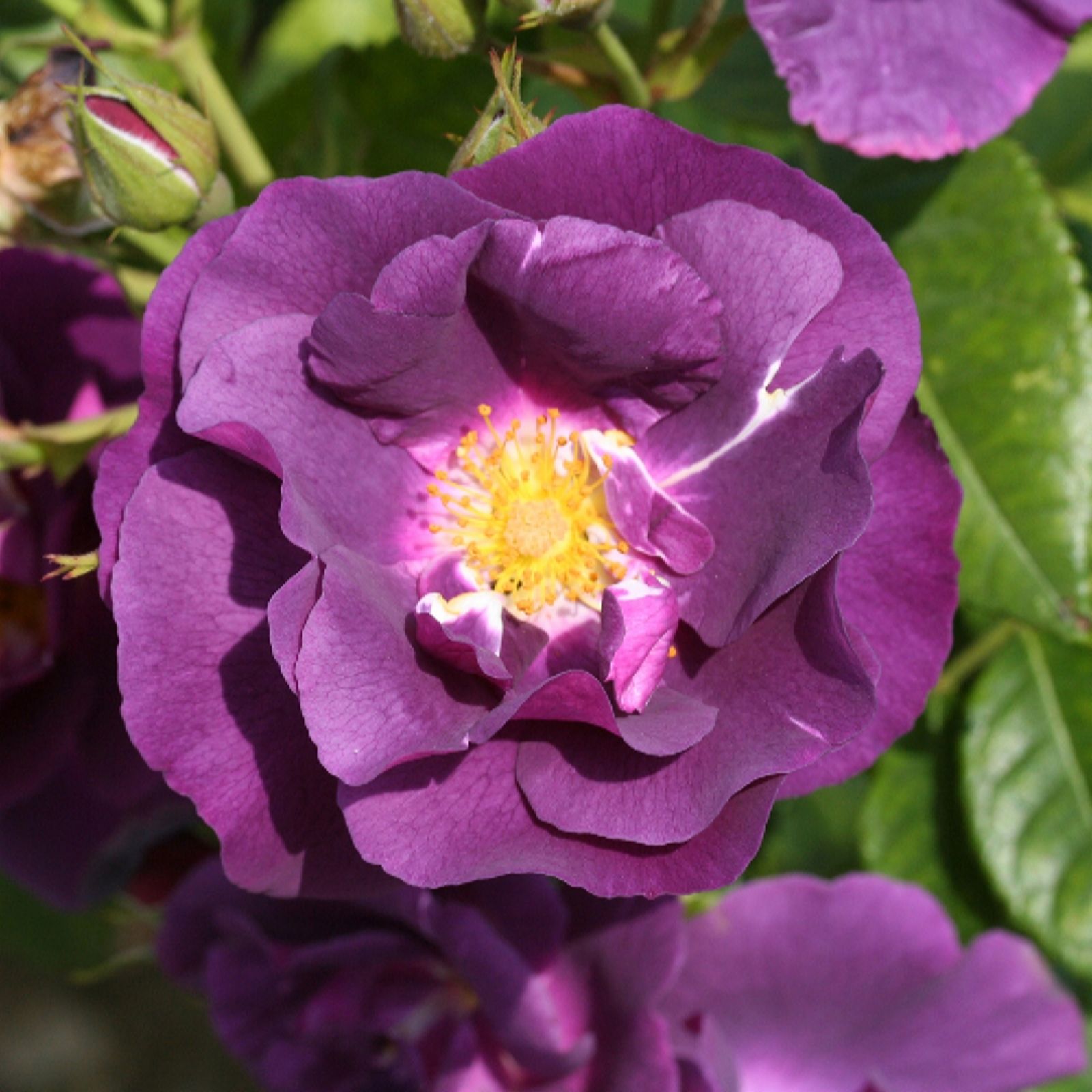YouGarden Rose' Rhapsody in Blue' Bare Root