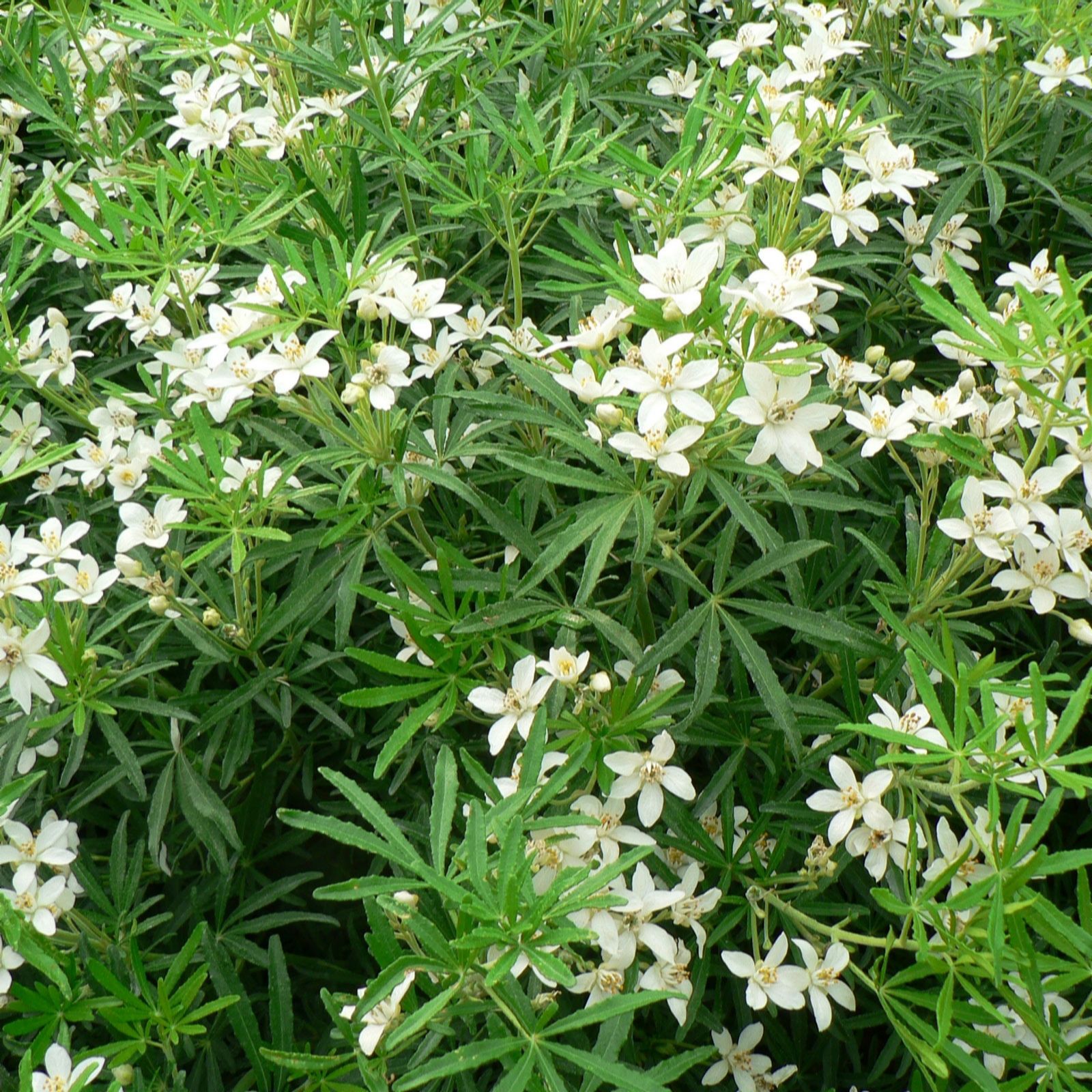 Plants2Gardens Choisya White Dazzler 2 x 9cm & 2x Speckled Planters