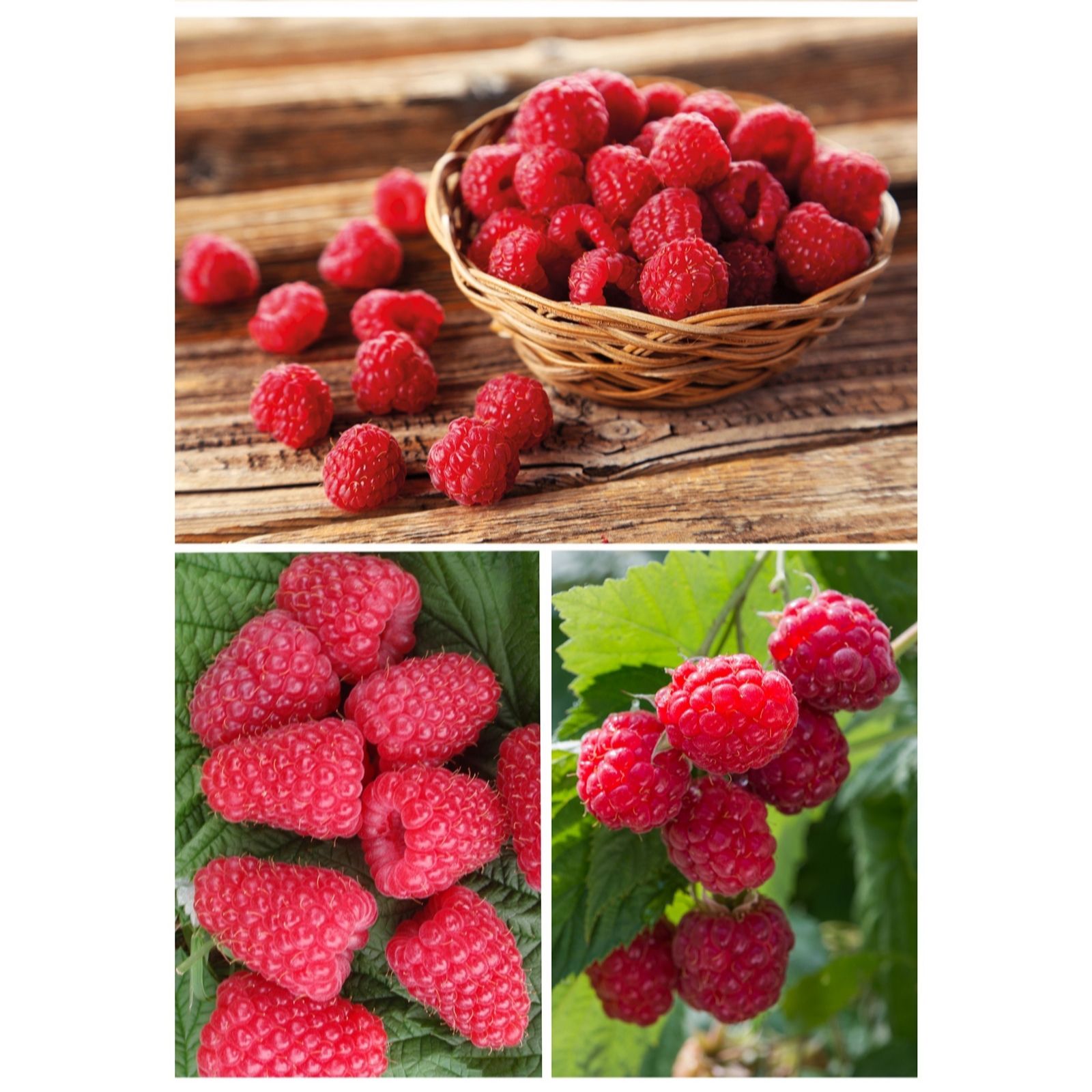 Suttons Raspberry Full Season Collection 9 Canes