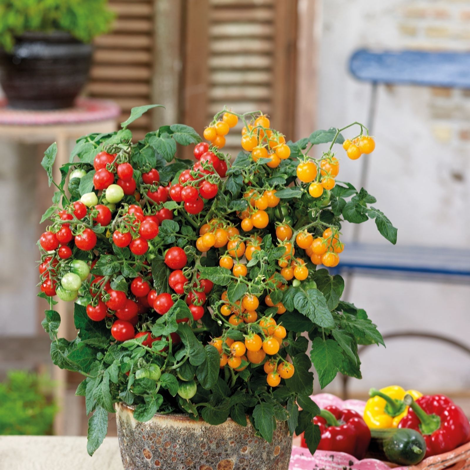 Thompson & Morgan Tomato Sweet And Sturdy Patio Pot Kit