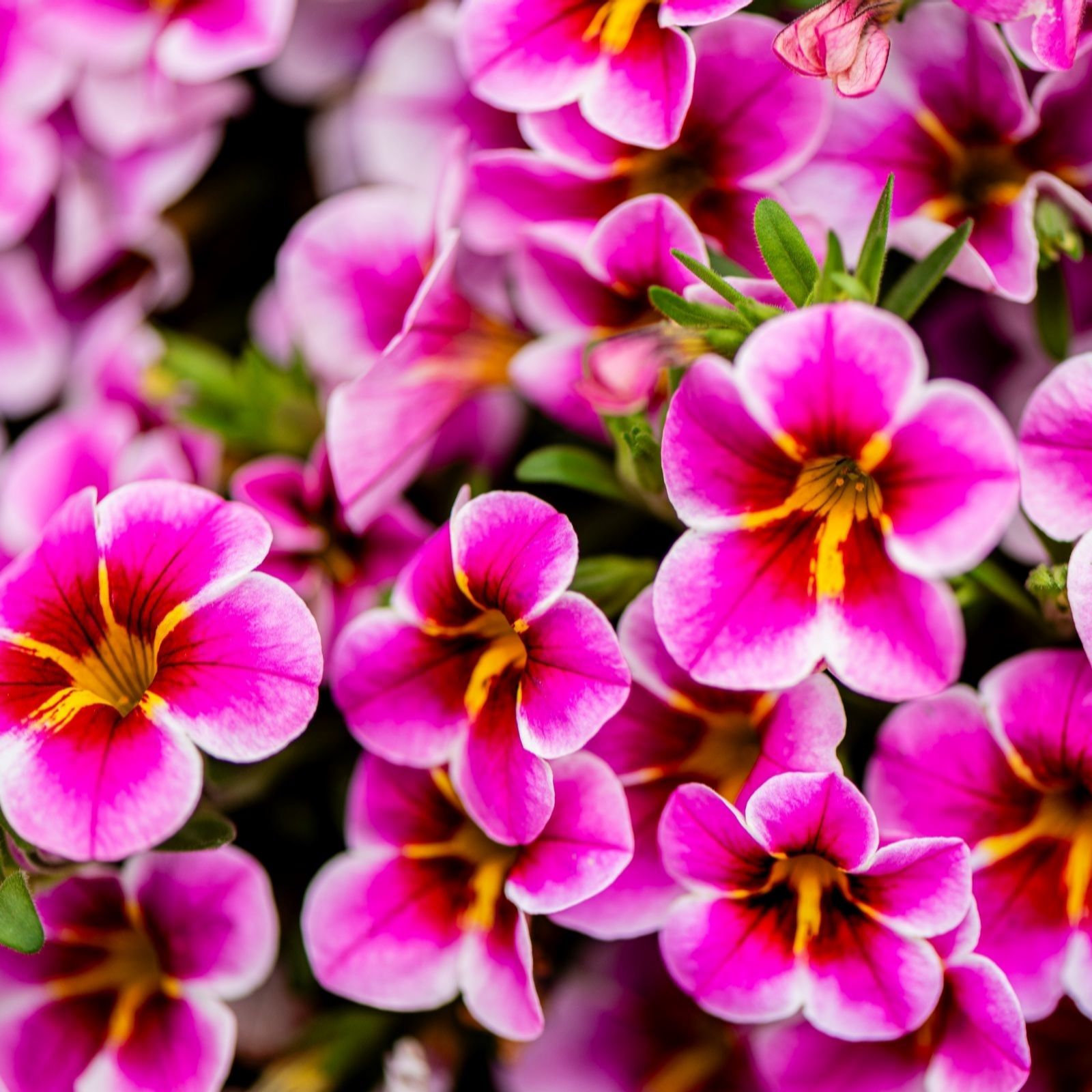 Thompson & Morgan Calibrachoa Pink Lace 12 Postiplugs