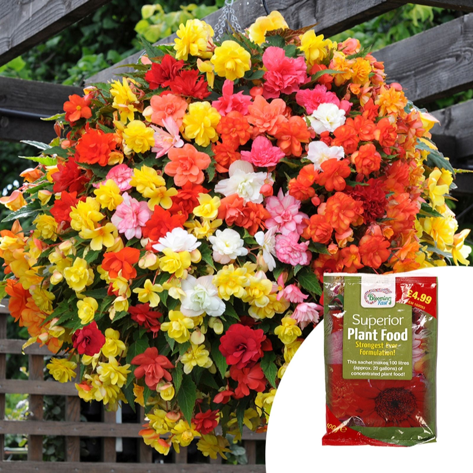 YouGarden Begonia 'Super Cascade Mix' Garden Ready Plants x20 & 100g Fertiliser