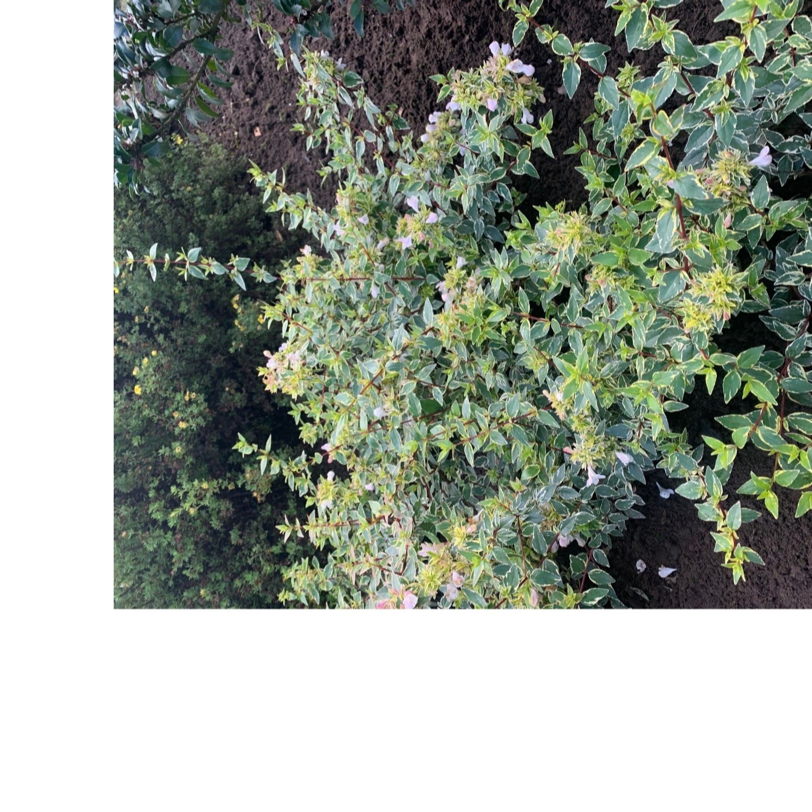 Plants 2 Gardens Abelia Jelly Beans 4.5ltr