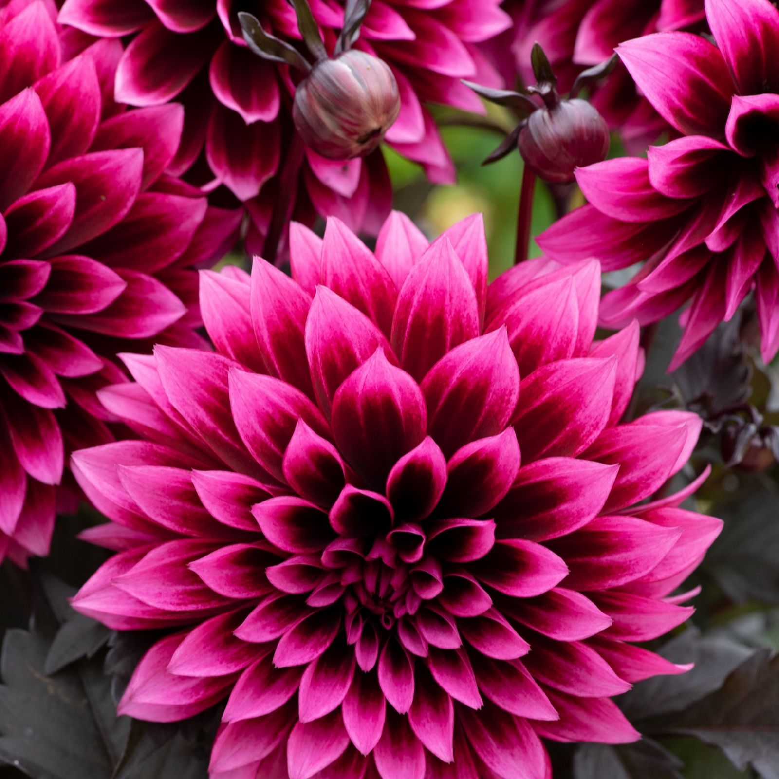 Hayloft Plants Dahlia Velvet Crush 3x 1 Litres