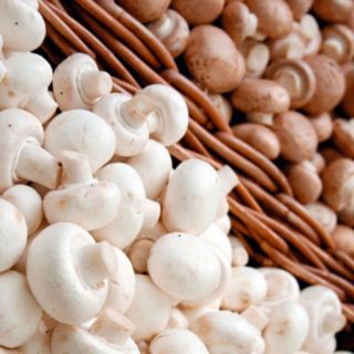 Thompson & Morgan Mushroom Windowsill Kit 2 x 3 Litre Kits