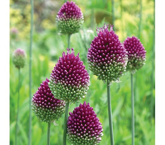 Precious Plans Drumstick Allium Sphaerocephalon 100x bulbs size 5/6