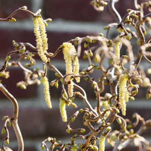 Plants2Gardens Corylus Medusa in 4 Litre Pot - 731017