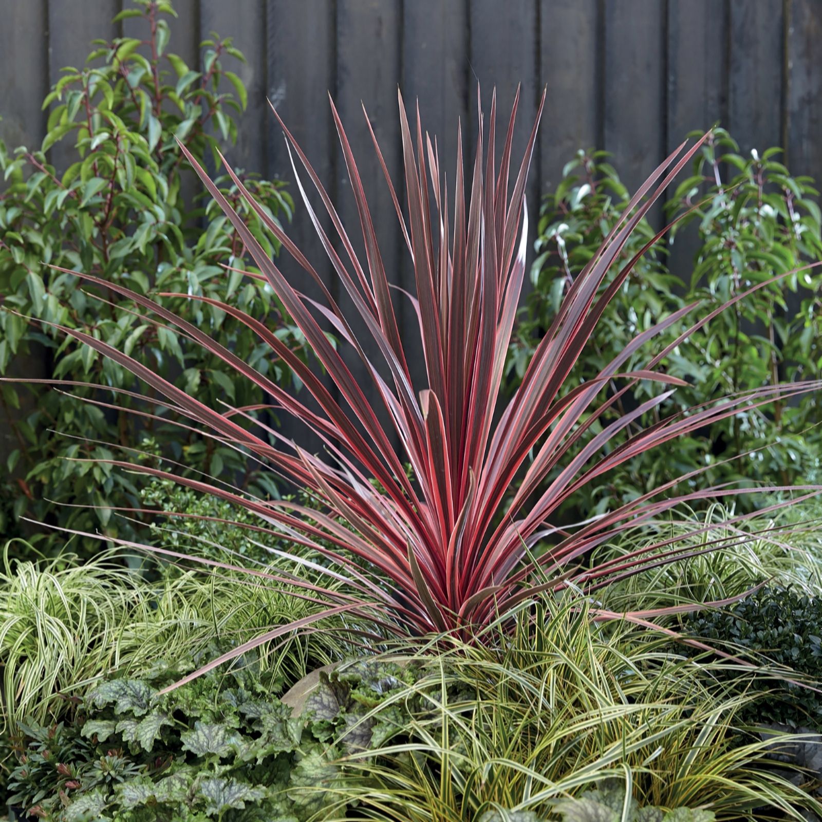 Thompson & Morgan Cordyline Charlie Boy in 7L Pot x 1