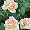 Harkness Roses Chandos Beauty Bare Root x 1 Rose, 2 of 5