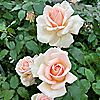 Harkness Roses Chandos Beauty Bare Root x 1 Rose, 3 of 5