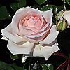 Harkness Roses Chandos Beauty Bare Root x 1 Rose, 4 of 5