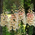 Richard Jackson's Nursery Fresh Peach Foxgloves 5 x 6cm Garden Ready Plants