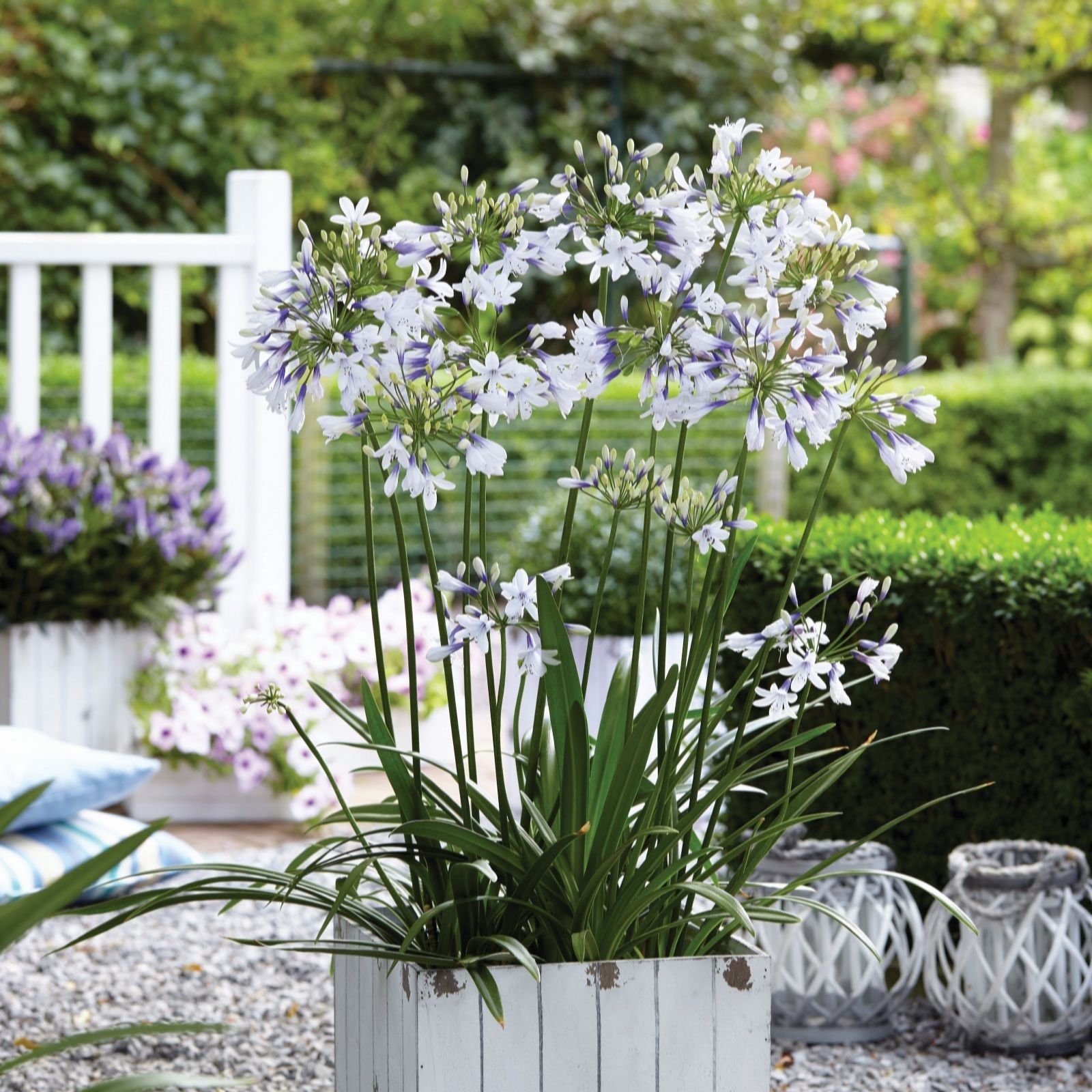 Thompson&Morgan Agapanthus Twister 9cm Pot x 2