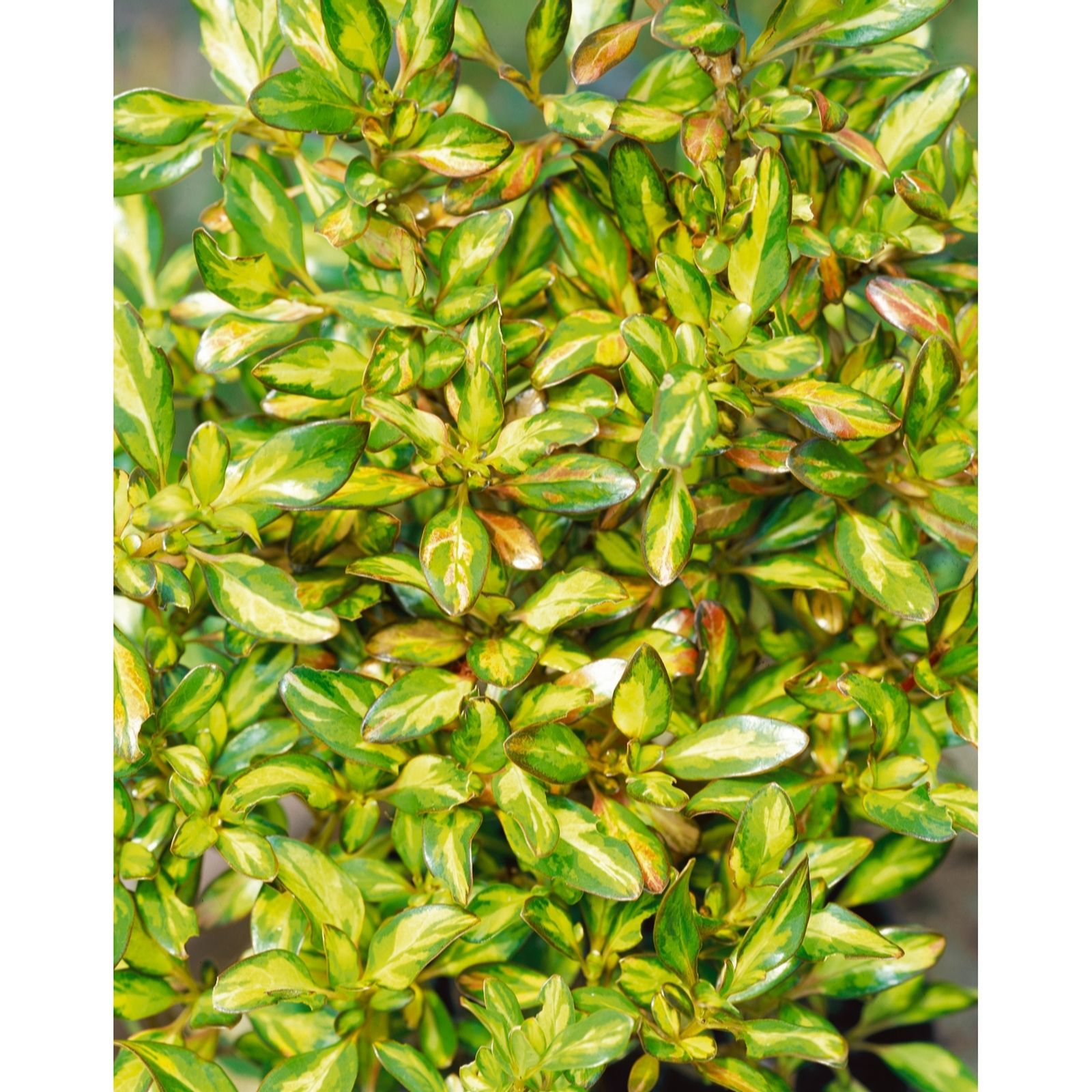 Plants2Gardens Coprosma Collection 3 x 2ltr