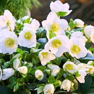 Richard Jackson Christmas Rose 2 Litre Potted Plant