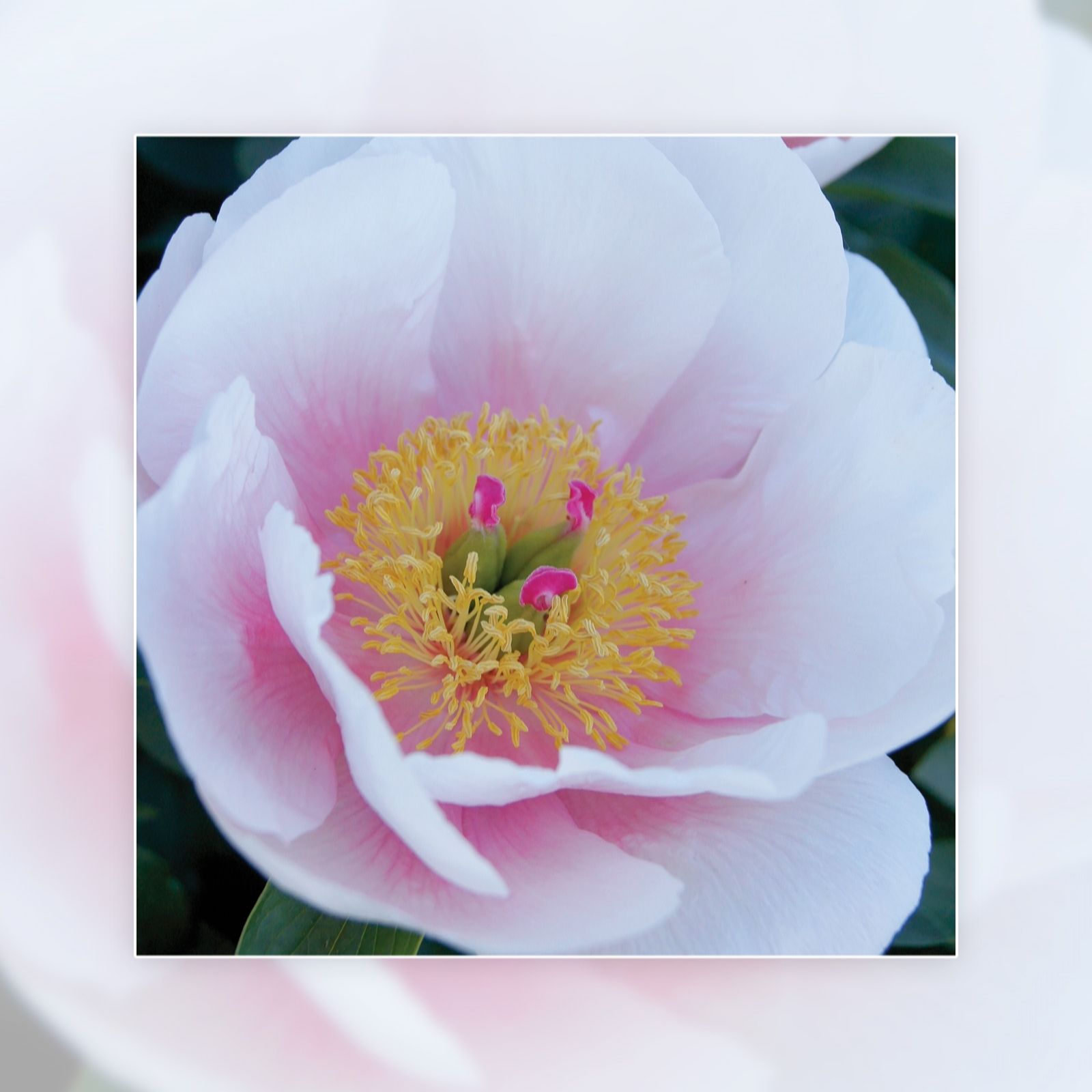 Richard Jackson Peony Salmon Saucer 1x Bare Root