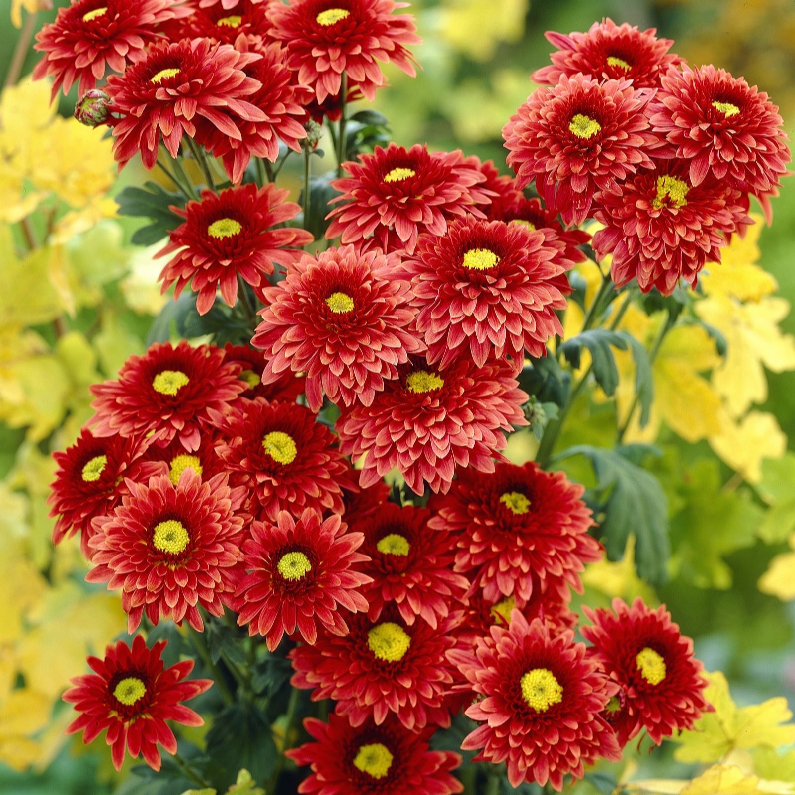 Hayloft Plants Chrysanthemum 1 litres pots x 3