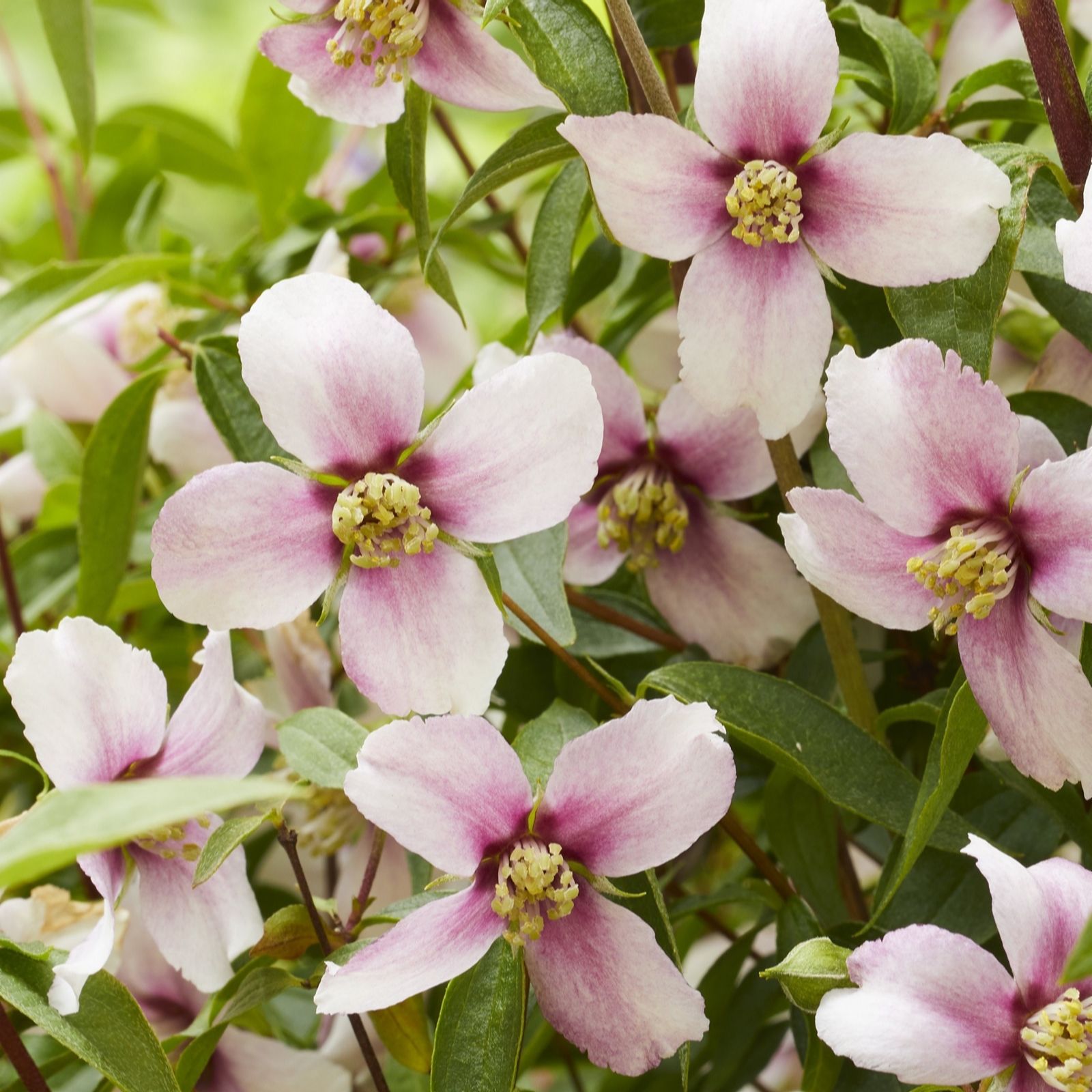 Thompson & Morgan Philadelphus Petite Perfume Pink 3 Litre