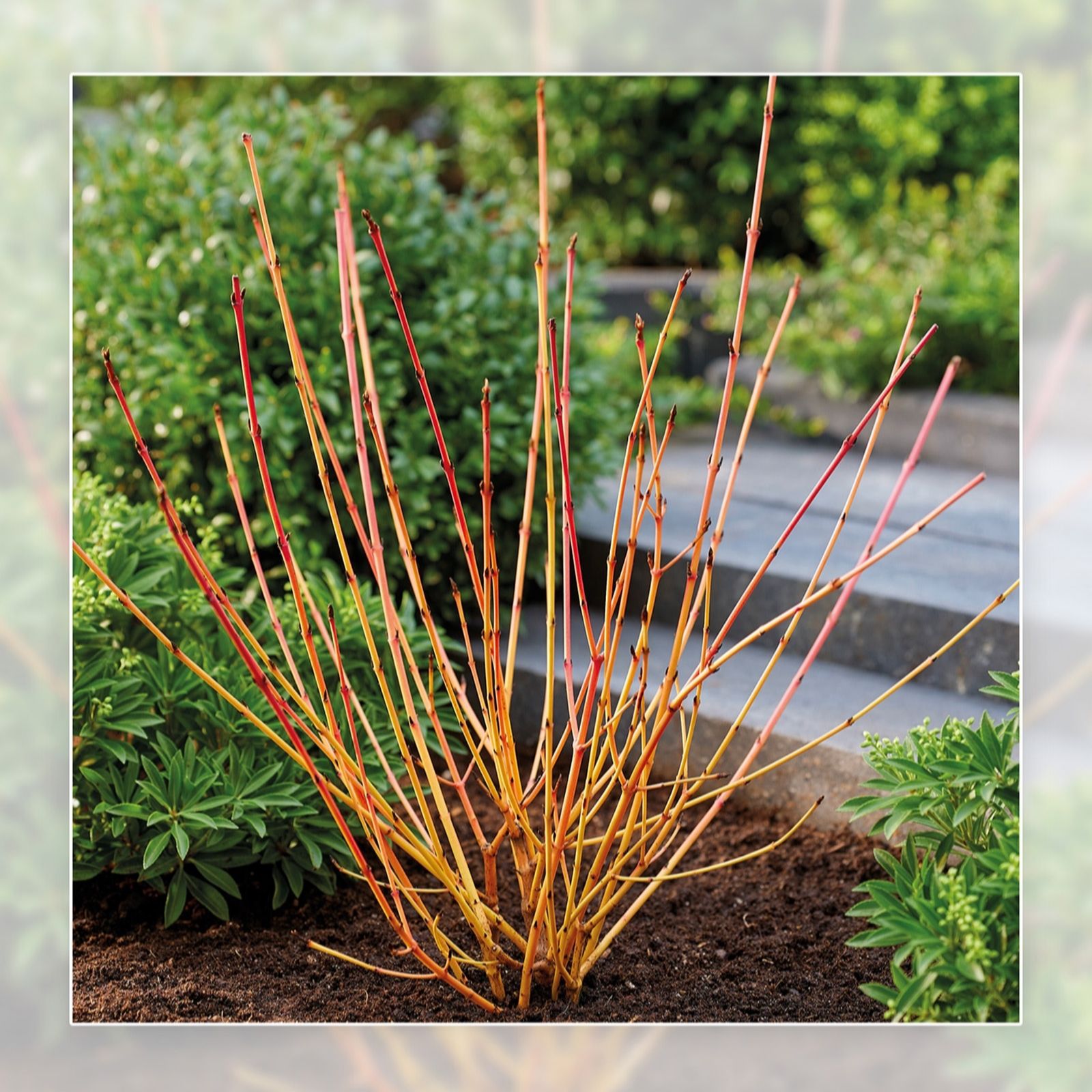 Richard Jackson Cornus Anny's Winter Orange 2.3 l pot