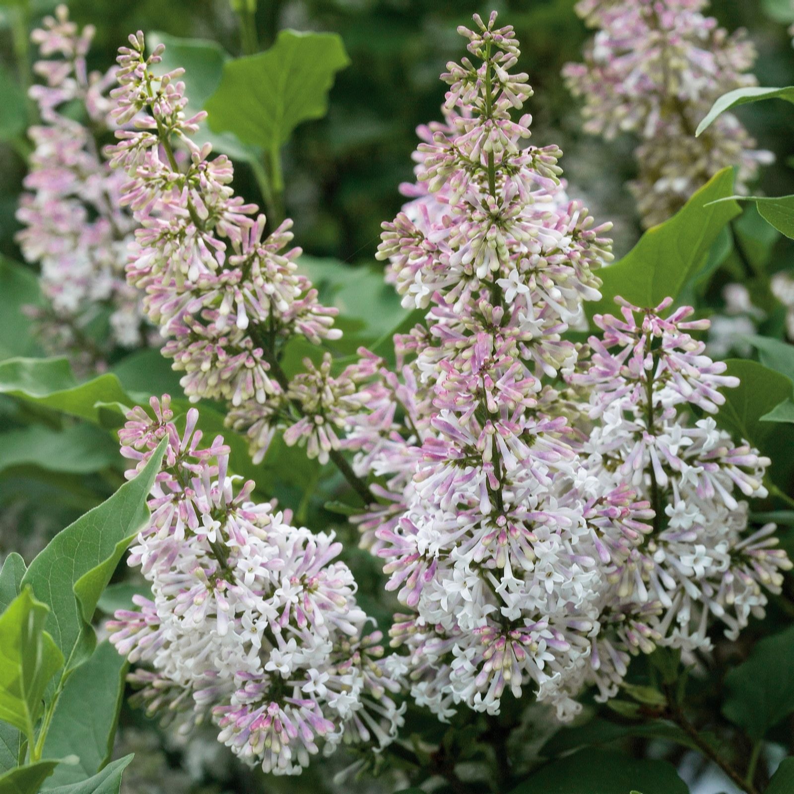 Plants 2 Gardens Syringa Miss Kim 3ltr