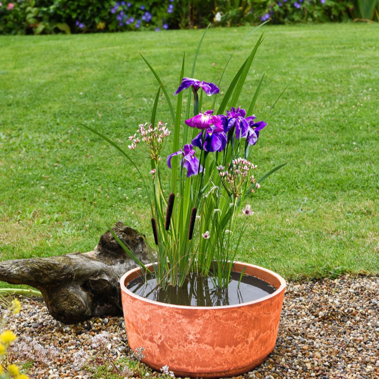 Thompson & Morgan Insects Patio Pond Kit + Terracotta Marble Caesar Bowl 46cm