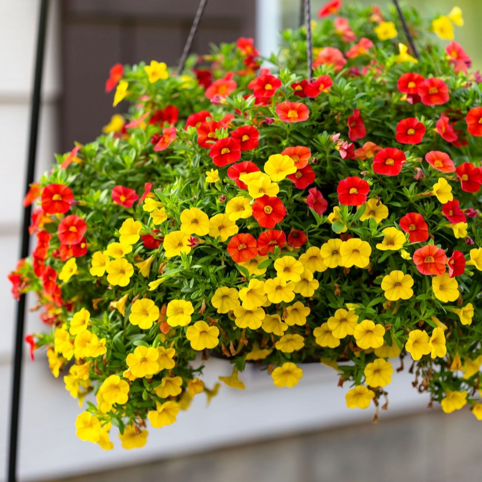 Thompson & Morgan Calibrachoa Fiesta Mix 12 Postiplugs