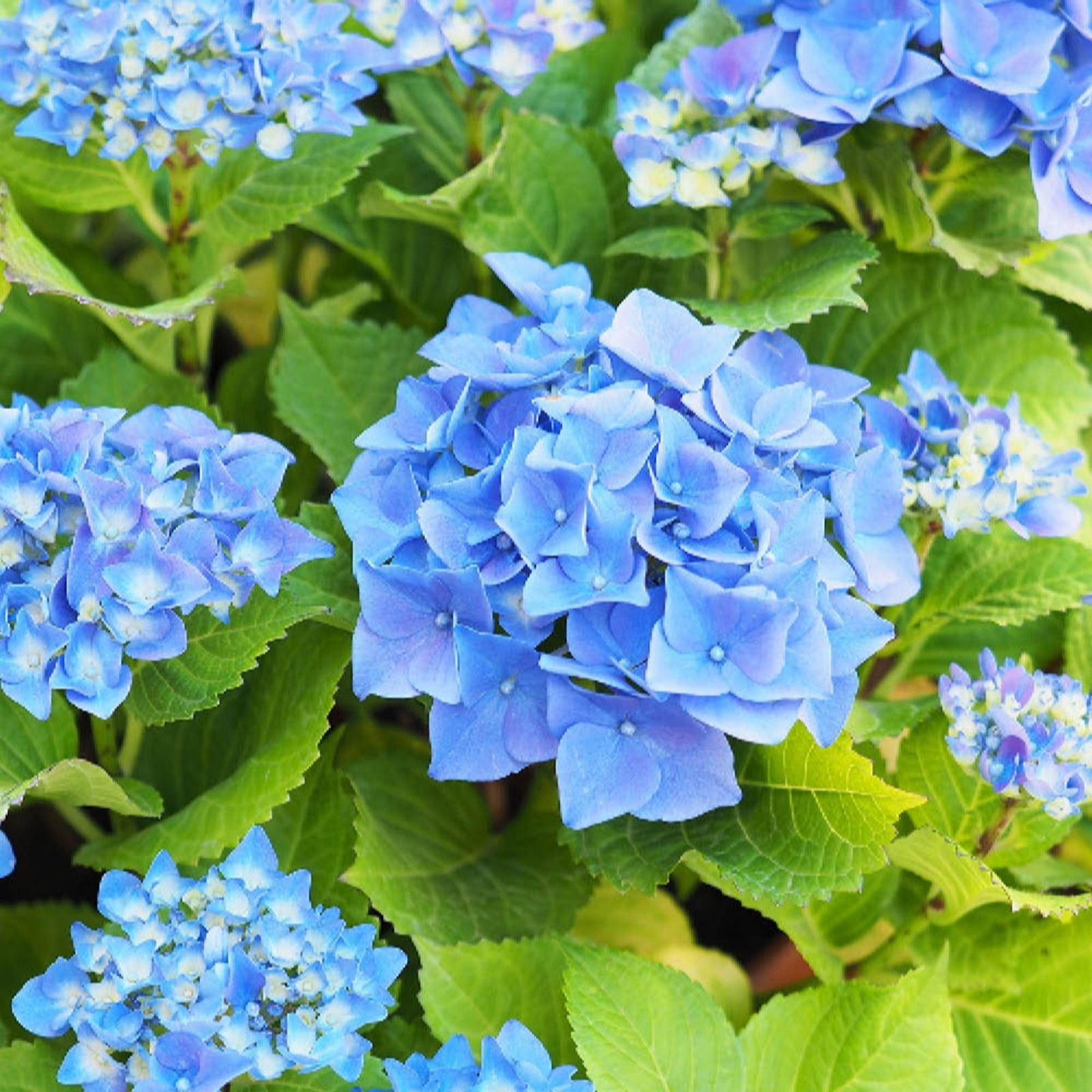 YouGarden Hydrangea 'Nikko Blue' in a 2L pot