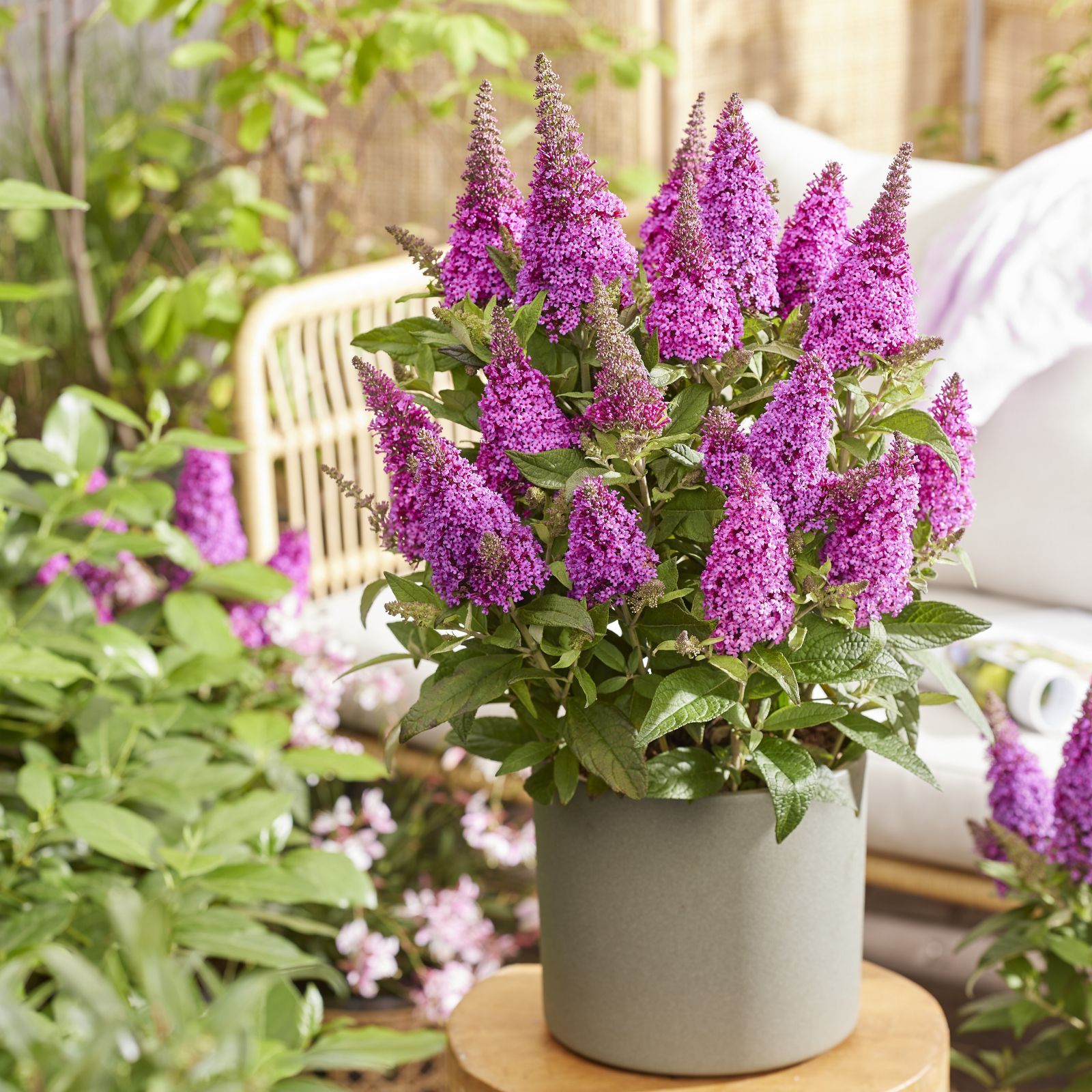 Plants 2 Gardens Buddleia Butterfly Candy 4.5ltr