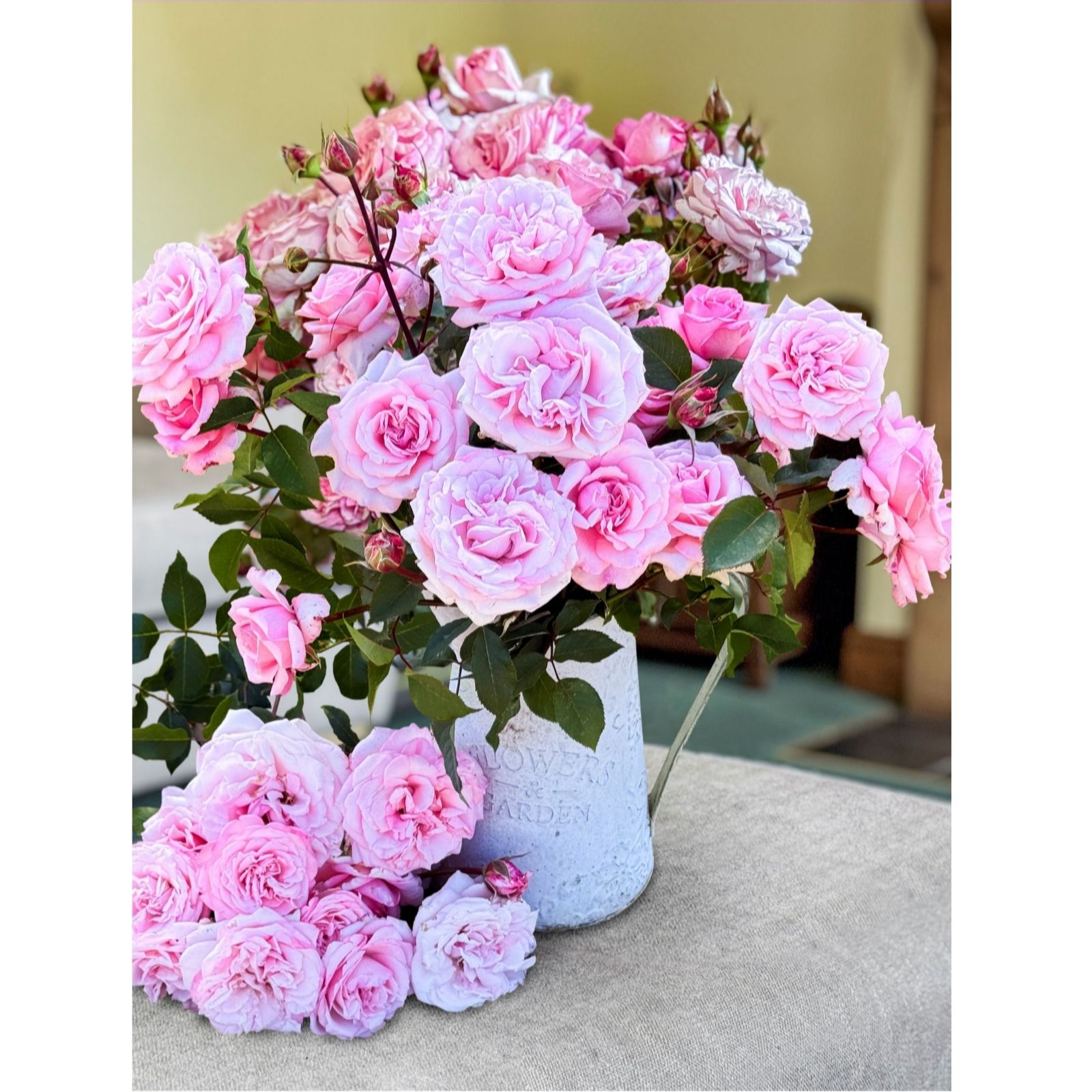 Thompson & Morgan Rose Caroline Quentin 1 Bare Root Plant
