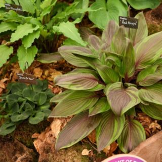 Thompson & Morgan Hosta Red Ninja 1 Bare Root Plant