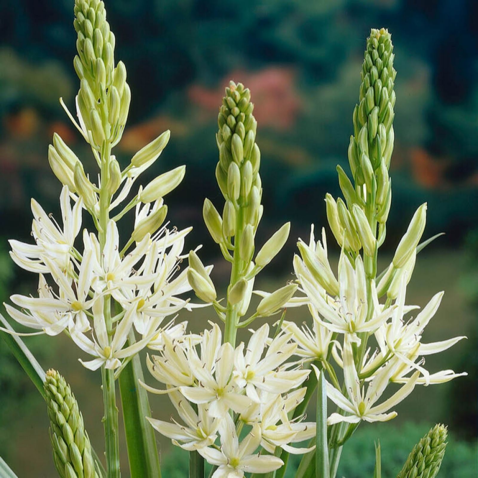 YouGarden Camassia 'leichtlinii Alba' x10 bulbs