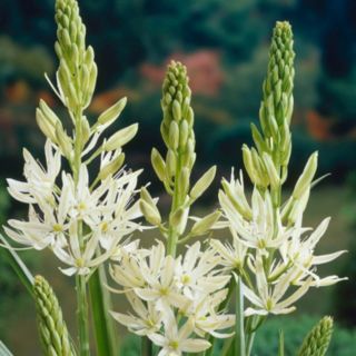YouGarden Camassia 'leichtlinii Alba' x10 bulbs