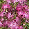 Plants2Gardens Calliandra Dixie Pink in 2 Litre Pot