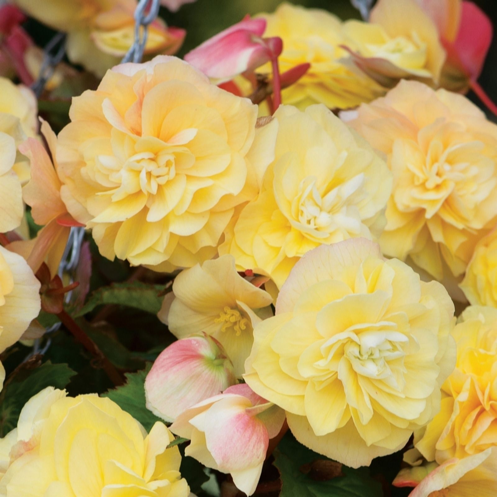 de Jager 6x Highly Scented Kerley Begonias  Young Plants - QVC UK