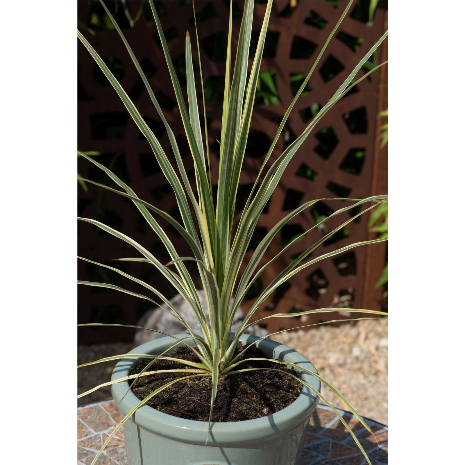 Hayloft Plants Cordyline Trio 3x 9cm Pots QVC UK