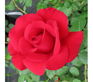 Harkness Roses Rose Climbing The Princes Trust Bare Root x 1