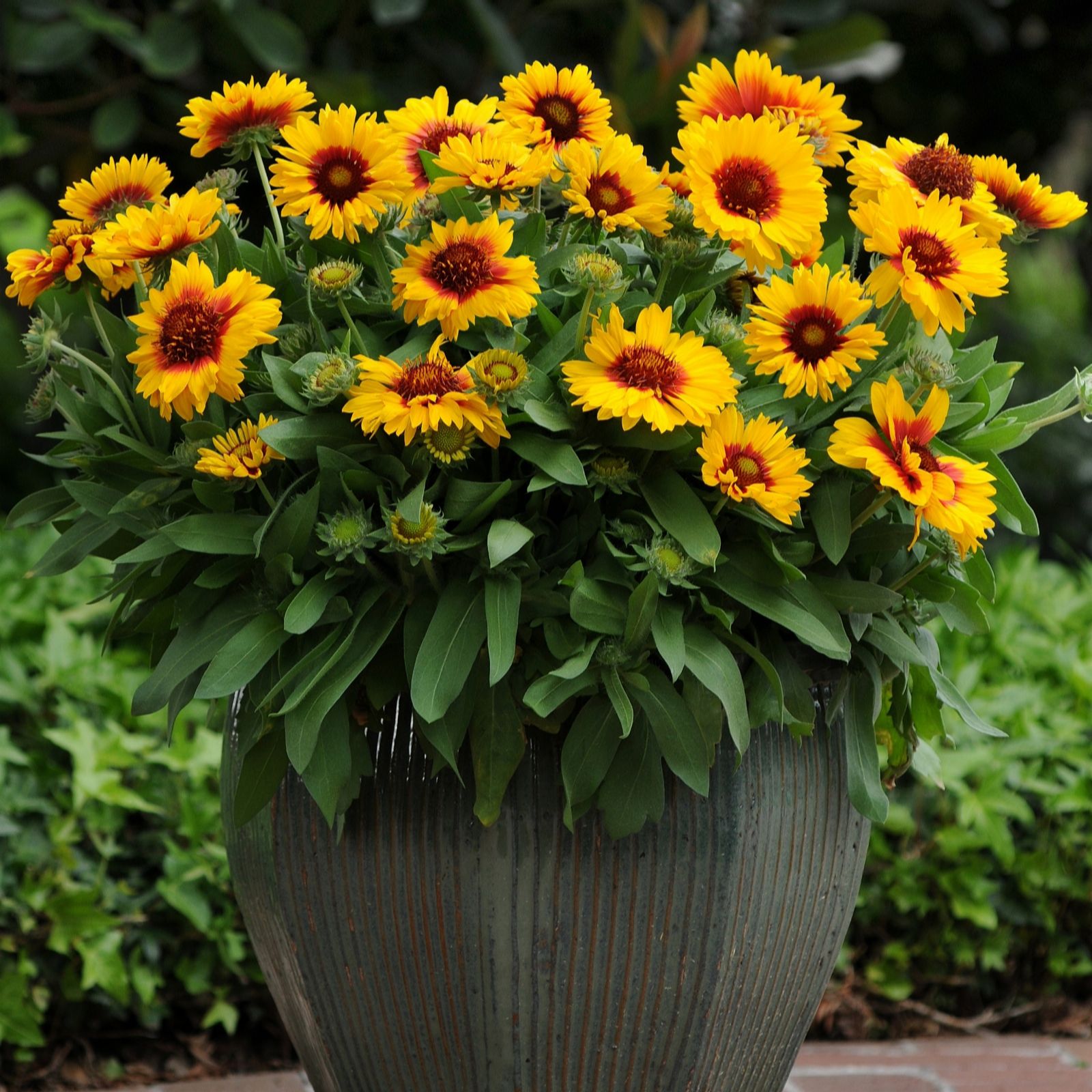 Richard Jackson`s Nursery Fresh Summer Colour Gaillardia 5 x 6cm Garden ...