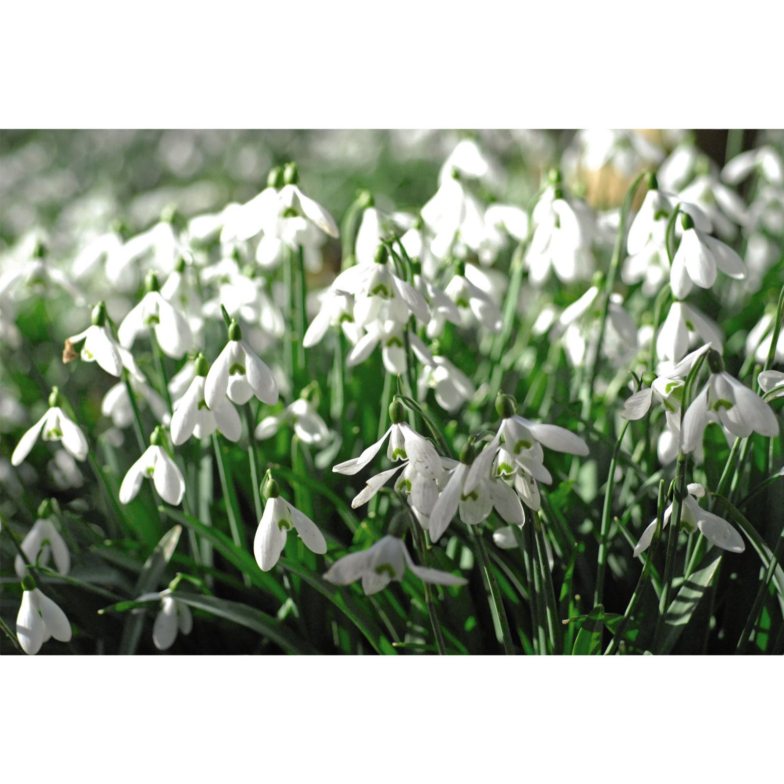Thompson & Morgan Snowdrop Single In The Green 50 Bulbs x 1 - QVC UK