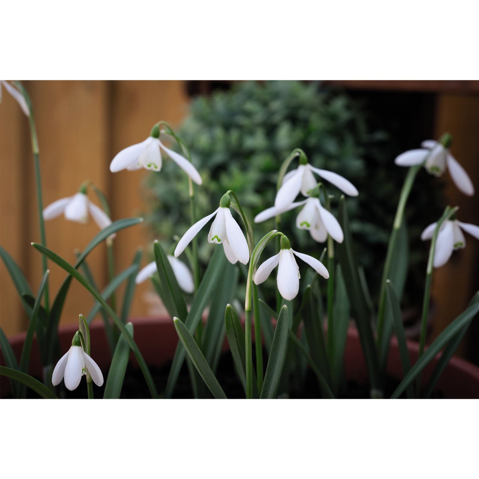 Thompson & Morgan Snowdrop Single In The Green 50 Bulbs x 1 - QVC UK