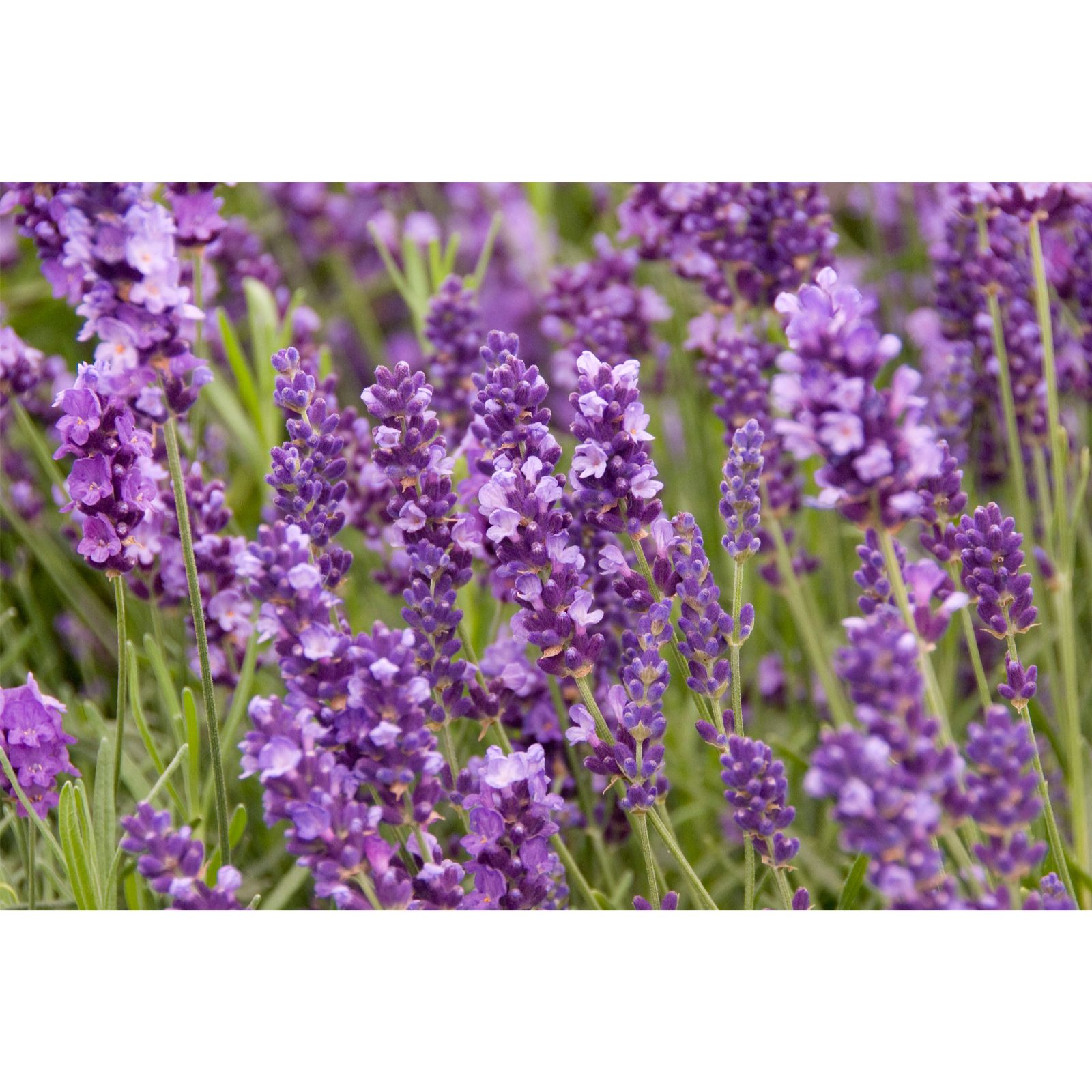 Hayloft Plants Luxurious Lavender Collection - QVC UK