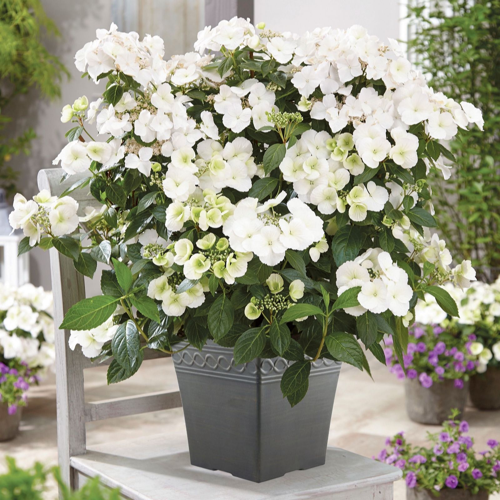 YouGarden Pair Hydrangea Runaway Bride 14cm pots