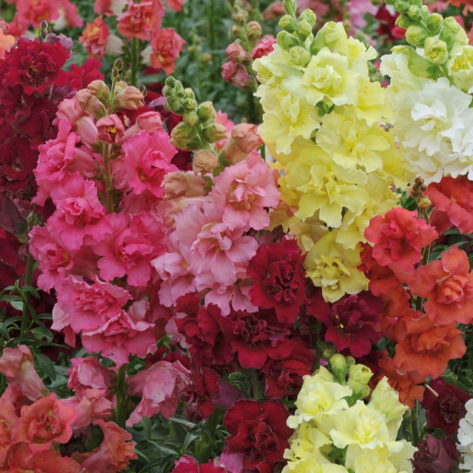 YouGarden Antirrhinum 'Butterflies' Garden Ready Plants x20