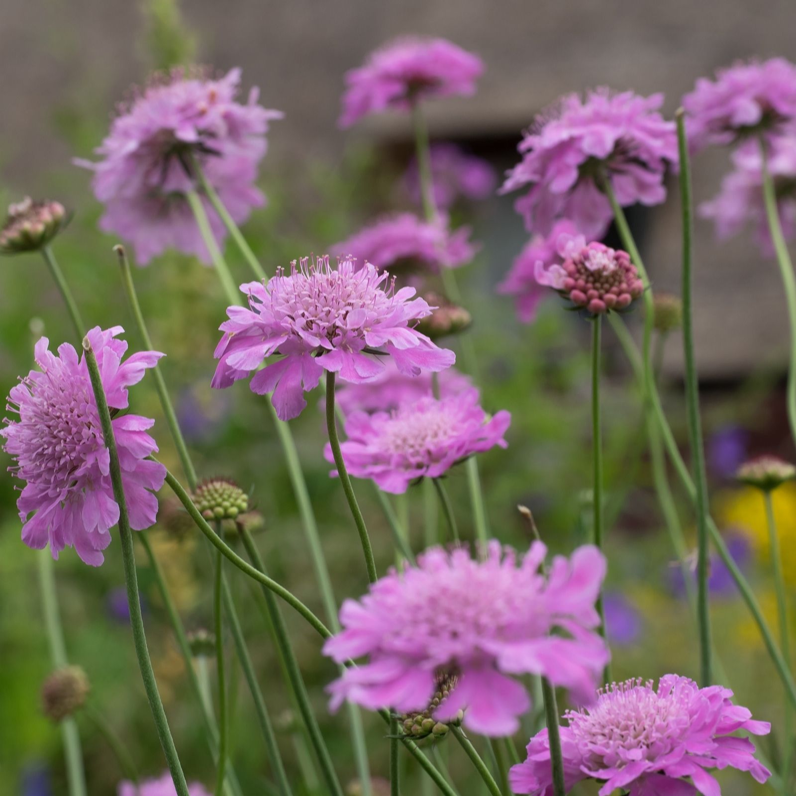 Plants2Gardens Scabiosa Kudo Pink 3 x 9cm