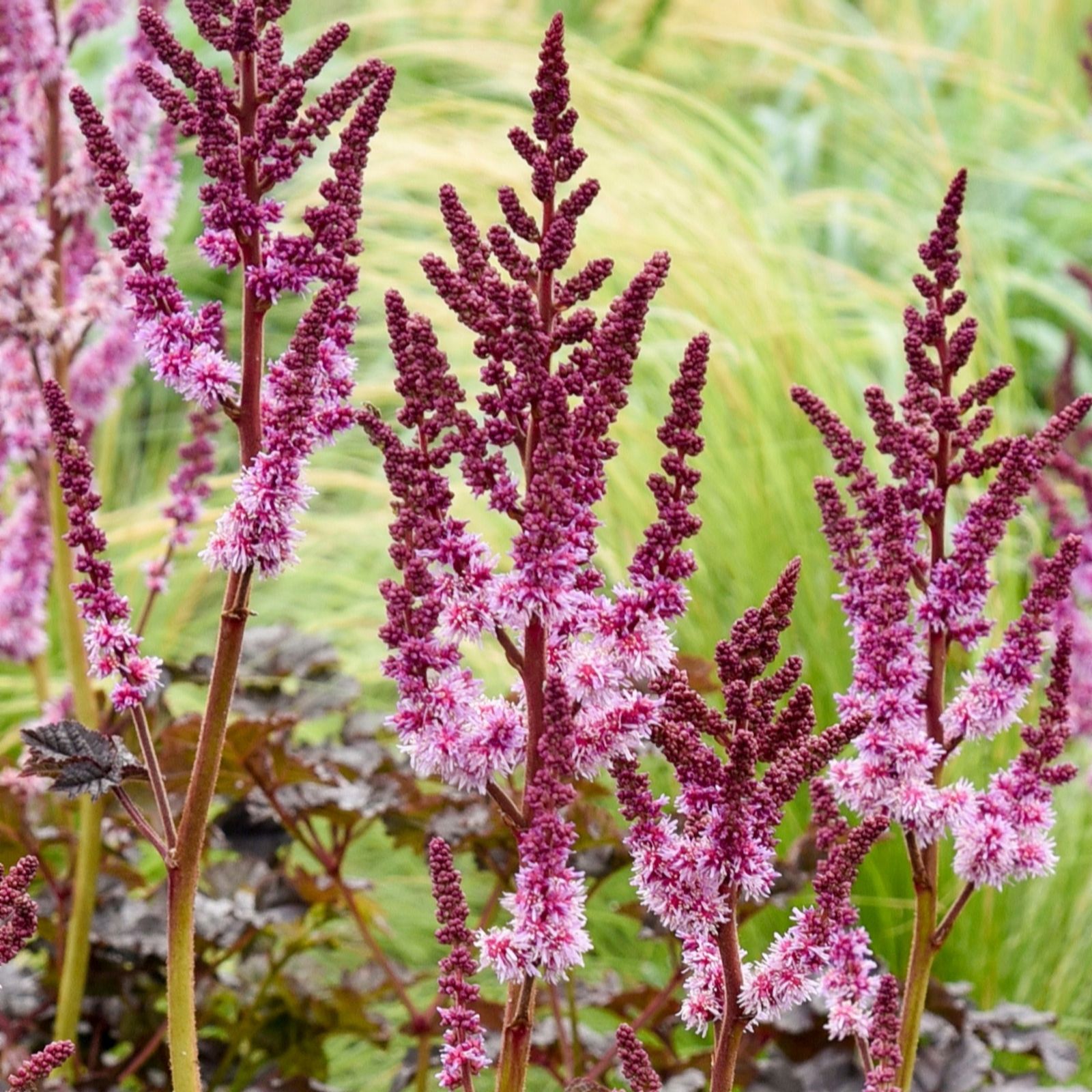 Richard Jackson Astilbe Dark Side of the Moon 2lt