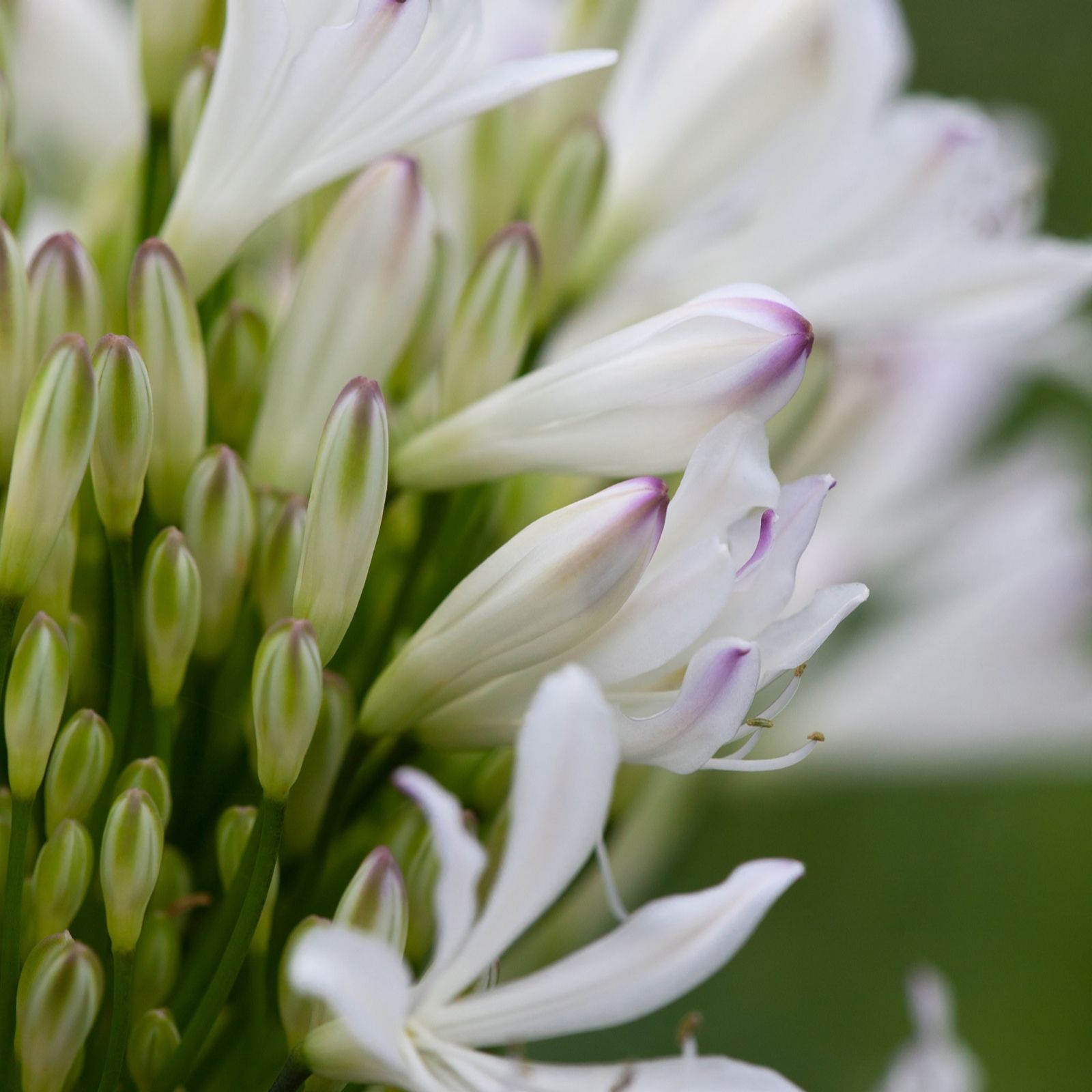 Hayloft Plants Globe Agapanthus 2 Litre Pots x 2