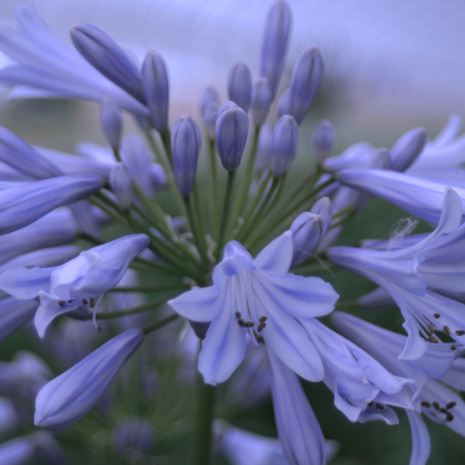 Hayloft Plants Globe Agapanthus 2 Litre Pots x 2