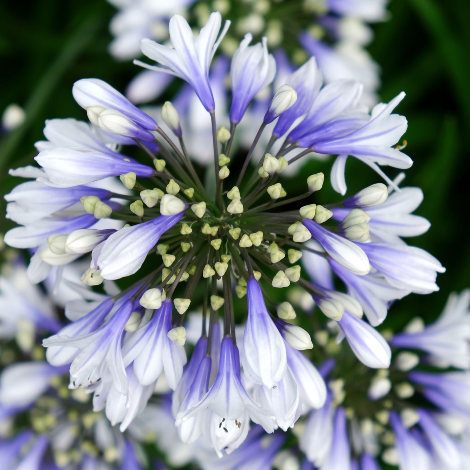Hayloft Plants Globe Agapanthus 2 Litre Pots x 2