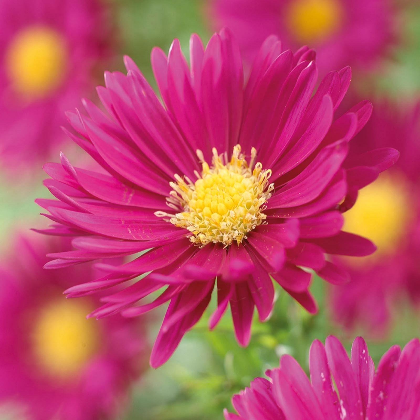 Hayloft Plants Aster collection 3 x 9cm pots